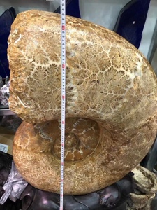 天然大螺王古生物化石海洋动物考古教学收藏标本科普奇石280公斤