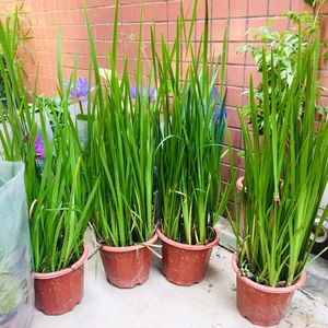 9016人付款淘宝买1送1石菖蒲可选附石菖蒲草虎须水培香昌蒲盆景栽植物