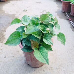 鱼腥草盆栽种植苗可食用香料植物可入药鱼腥草折耳根蔬菜有香味