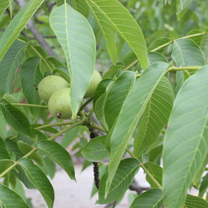 新鲜山核桃