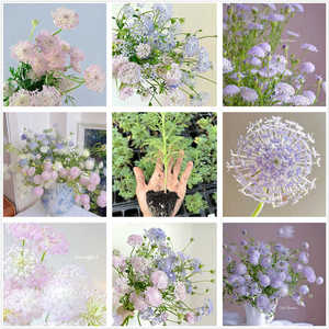 翠珠花苗蕾丝花苗 蓝色粉色时令花草 鲜切花可盆栽趣味花卉包邮
