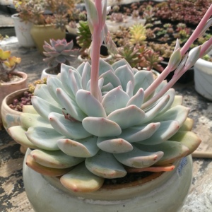 多肉芙蓉雪莲大老桩一物一拍