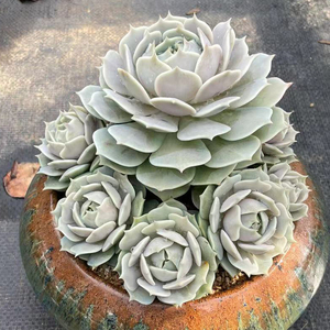 平头哥直播22号链接群生老桩多肉植栽状态很好果冻色萌肉肉露娜莲