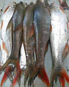 丹江口红稍边食用鲜活红稍鳊尖头红尾巴红尾刁子鱼翘嘴湖北水产