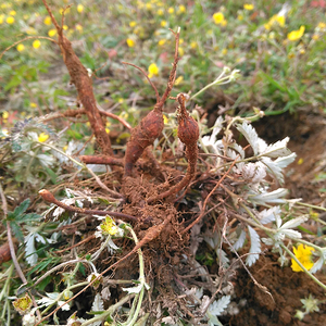80新洪利副食调味品批发部淘宝麦味宝脆皮炸鸡裹粉1000克鸡腿鸡翅鸡