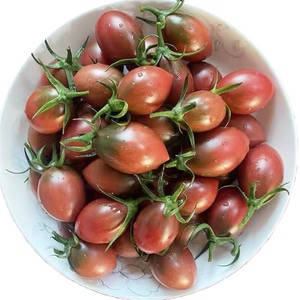 新鲜紫弹头圣女果现摘迷彩小番茄小西红柿儿童孕妇水果蔬菜