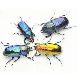印尼金锹 独角仙宠物甲虫幼虫成虫彩色锹形虫活体昆虫印金锹甲