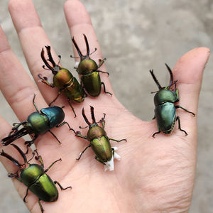 印尼金锹甲虫活体成虫幼虫兜虫大兜锹甲锯锹花金龟长臂金龟宠物