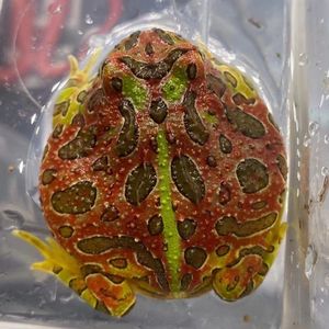 南美蝴蝶角蛙红绿钟角蛙原色绿色霸王角蛙非牛小丑蛙活体宠物爬宠