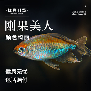 刚果美人热带鱼观赏鱼电光美人石美人鱼斑马红绿灯活体鱼苗群游鱼
