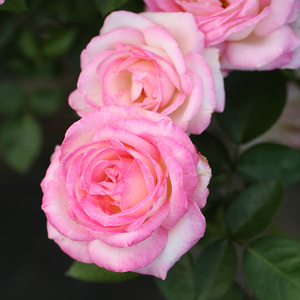 000人付款淘宝天狼月季摩纳哥公主2.