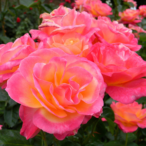 天狼月季 百老汇2.5升盆栽多季大花直立庭院花园观赏植物玫瑰花卉