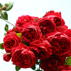 月季 玫瑰国度的天使 月季玫瑰 抗病大花爬藤拱门藤本