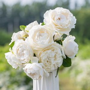 天狼月季 白雪公主 月季玫瑰 大花浓香多季杂交茶香月季