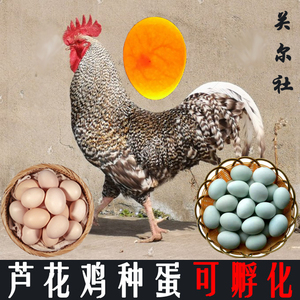 纯种芦花鸡种蛋可孵化芦花鸡绿壳受精蛋土鸡珍禽元宝柴斑点鸡蛋