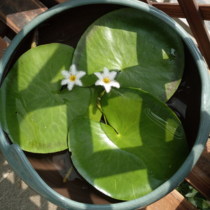 一叶莲水培植物花卉和鱼共养水生植物鱼缸绿植浮萍室内带花苞睡莲