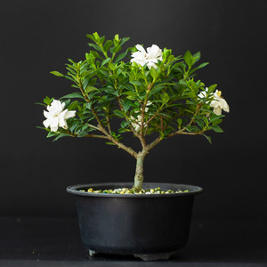 重瓣栀子花小叶寿星微型盆栽阳台绿植清香怡人两季开花 林夕盆景