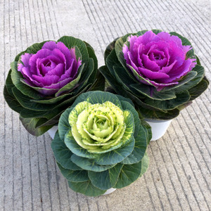 羽衣甘蓝盆栽超级耐寒庭院阳台花园景观观叶植物好养原盆原土发货