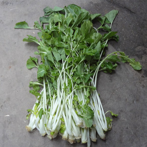 湖北广水特产高杆白菜