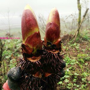 野生红刺包树苗 刺老芽苗 刺嫩芽苗 刺儿包树苗 新鲜刺嫩芽