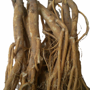 00甜过初恋水果缘淘宝无硫野生石参根干货 虎尾轮野生南参客家煲汤