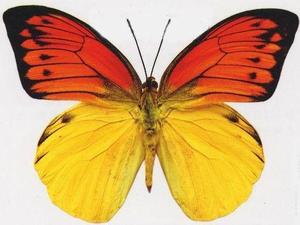 蝶语:红翅鹤顶粉蝶 印度尼西亚蝶 展翅8-9cm