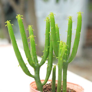 光棍树 膨 彭珊瑚 多肉植物办公室内盆栽绿植小盆景 多肉 肉肉