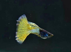 金属蕾丝孔雀鱼