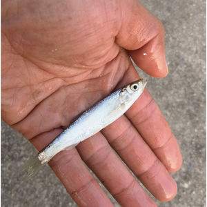 白条 鱼鲦子 白鱎 游刁子 青鳞子尖嘴子 餐条 餐子 川条子