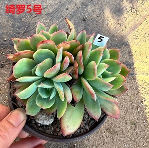 紫月多肉 绮罗 老桩多肉植物 露养多肉 满26元包邮