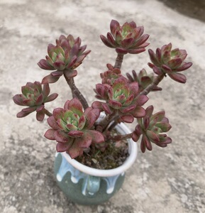 紫月多肉 红稚莲 老桩 一物一拍 4月12日上架 满26元包邮