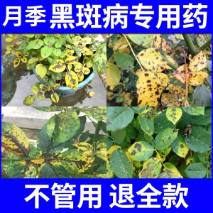 月季蔷薇玫瑰兰花植物黑斑白粉病专用药多菌菌灵杀菌剂花卉常用药