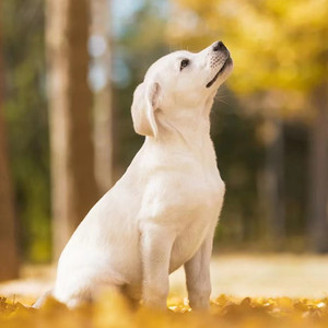 纯种拉布拉多幼犬活体黑色拉布拉多导盲猎犬寻回大骨架家养宠物狗