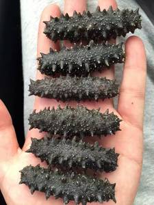 野生淡干海参干货原产地山东威海大连辽刺参长岛泡发即食50g_阿里巴巴