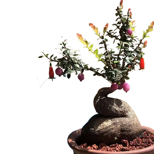 云南吊金钟盆景五翅莓盆栽小叶红花树萝卜灯笼花倒挂金钟新奇植物