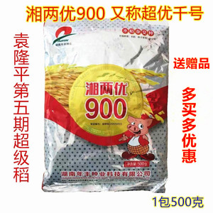 湘两优900 超优千号袁隆平超级稻直播稻高产穗大抗倒杂交水稻种子