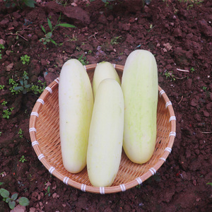 新鲜白黄瓜土黄瓜湖北农家自种时令蔬菜可生吃旱黄瓜现摘现发