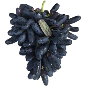 乐鲜果园金手指黑提2斤无籽提子酸甜蓝宝石葡萄新鲜水果发顺丰