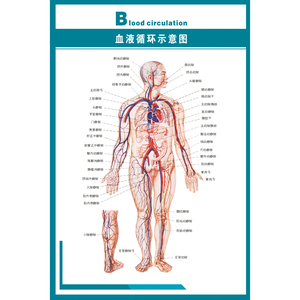 人体血液循环示意图 肌肉骨骼神经血管解剖海报医院分布广告挂图