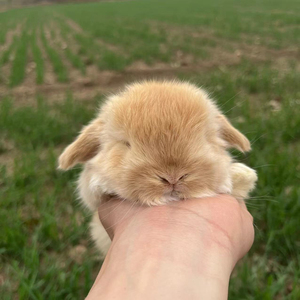 进口双血统 黄色垂耳兔包子脸兔子活物宿舍养的网红小兔子活体