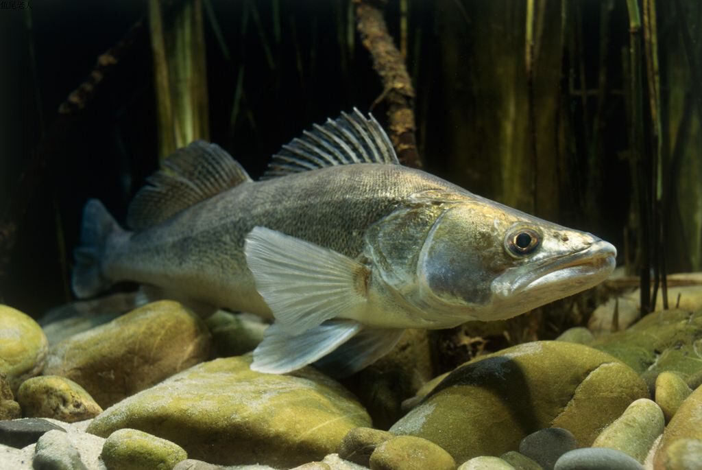 梭鲈梭鲈鱼苗俄罗斯水狼梭鲈鱼活体十道黑凶猛鱼大型凶猛鱼