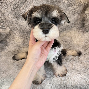 雪纳瑞幼犬纯种黑银色雪纳瑞老头小型犬迷你椒盐色雪纳瑞标准型