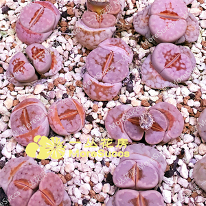 一丛花房自收 热唇"hot lips"种子20粒 c183a 寿丽生石花量