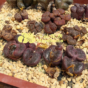 一丛花房自收 混合勋章种子20粒 c.pellucidum肉锥 量大优惠