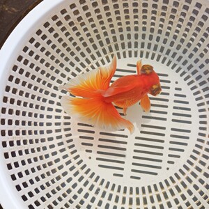 如皋蝶尾金鱼小型冷水观赏鱼淡水精品红蝶蝶尾好养活小鱼打氧