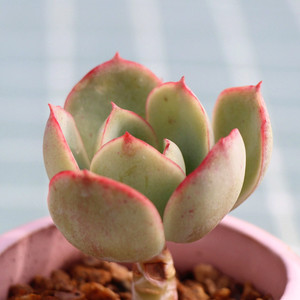 酸橙柠檬多肉植物