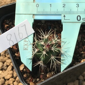 【运起多肉】多肉植物   达氏青花虾   实生  仙人球   一物一拍