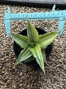 【运起多肉】多肉植物 威利鸟嘴虎皮兰锦 虎皮兰 一物一拍