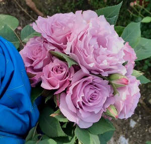 日本月季 夜来香 强香 四季花 无刺品种 强壮皮实 墙裂荐