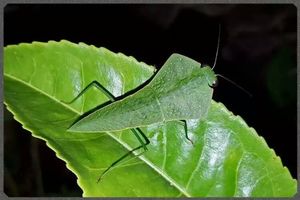 亚叶螳螂亚洲叶背螳螂云南亚叶螳螂宠物螳螂新手入门品种摄影昆虫